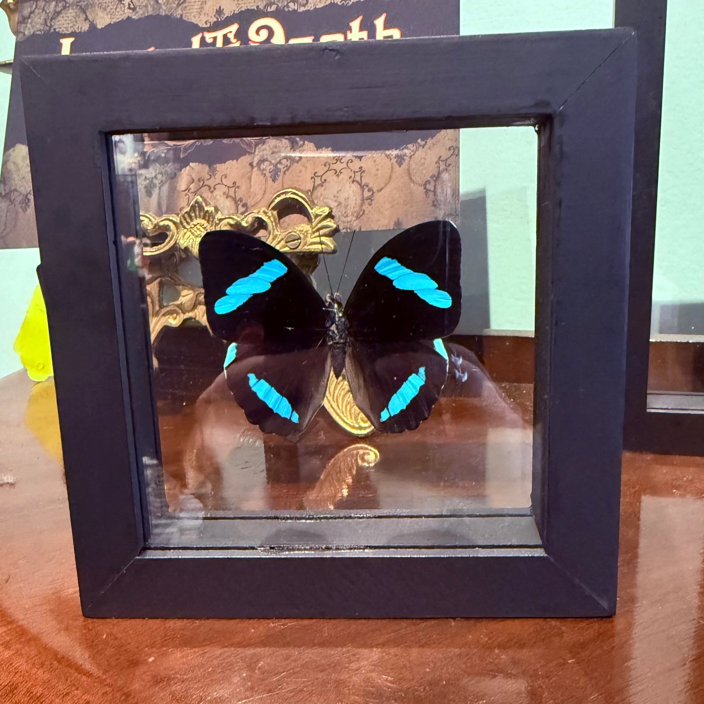 Framed Single Butterfly Nesaea Hewitsoni