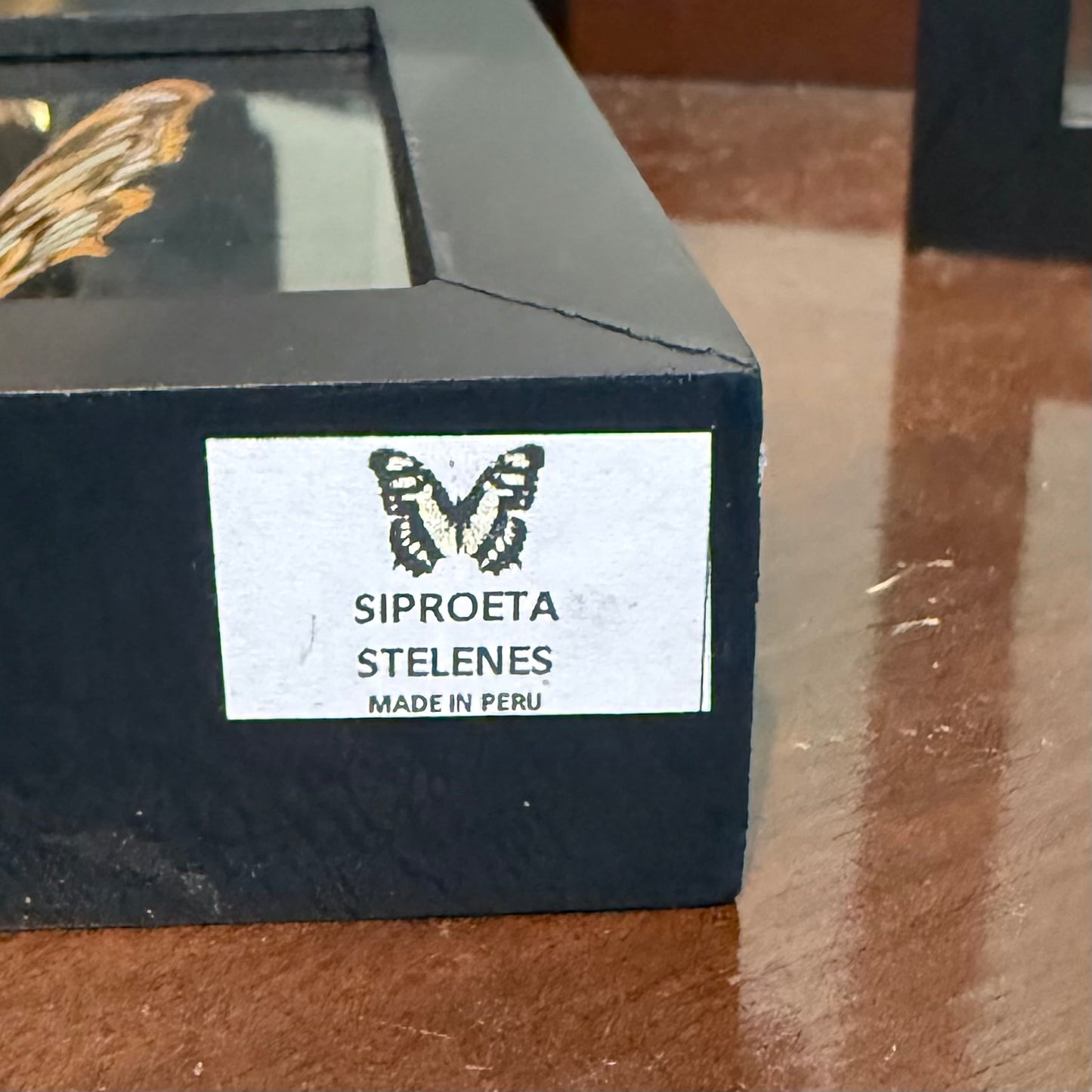 Framed Single Butterfly Siproeta Stelenes