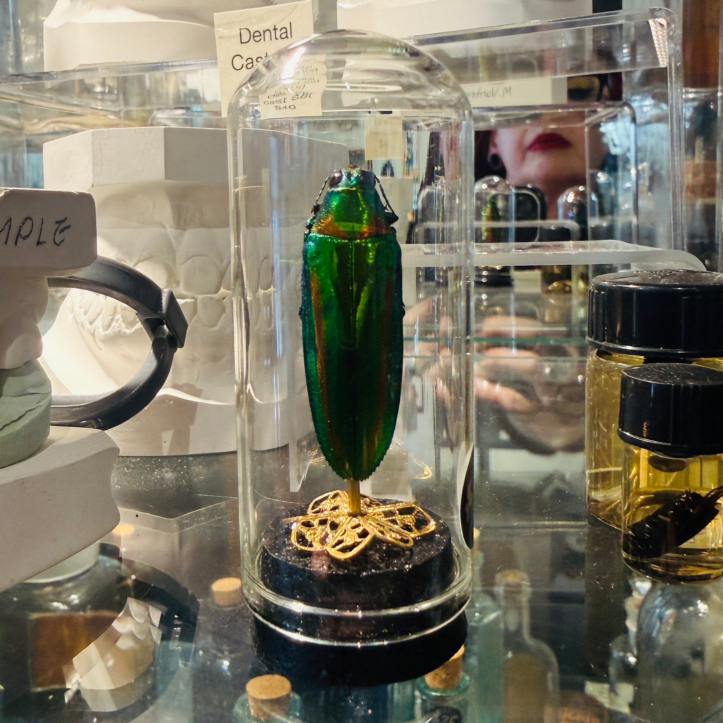 LTD Beetle Specimen In Glass Mini Dome Black Gold Base