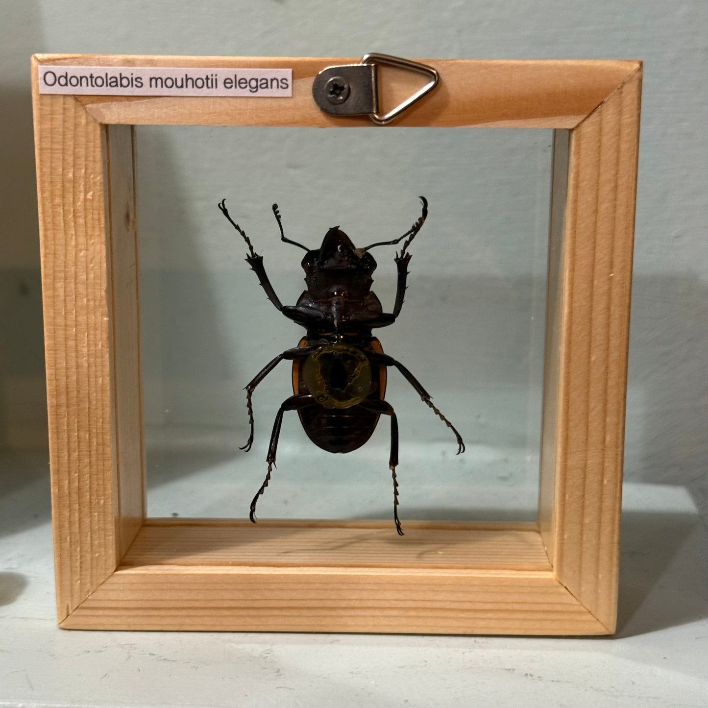 Framed Single Beetle Odontolabis mouhotii elegans