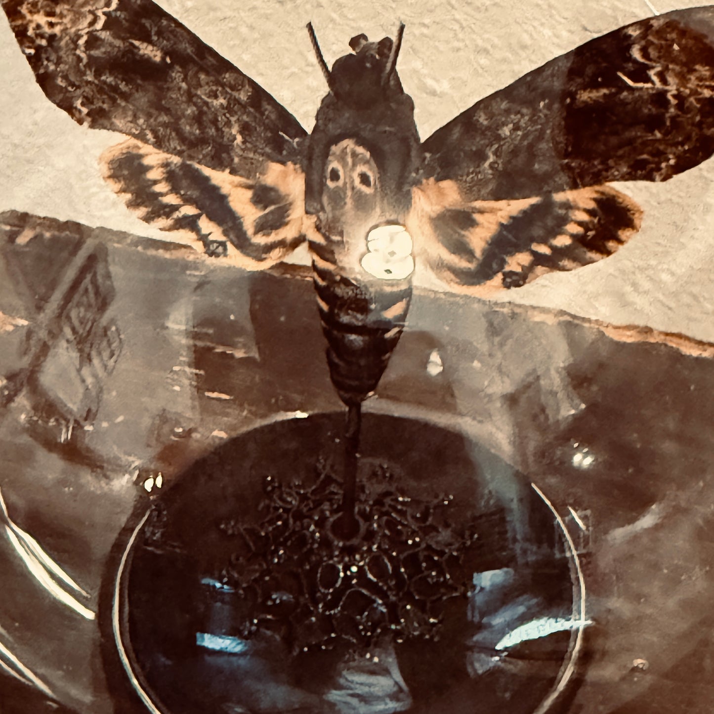 LTD Death Head Moth Acherontia genus Specimen In Glass Dome Black Base