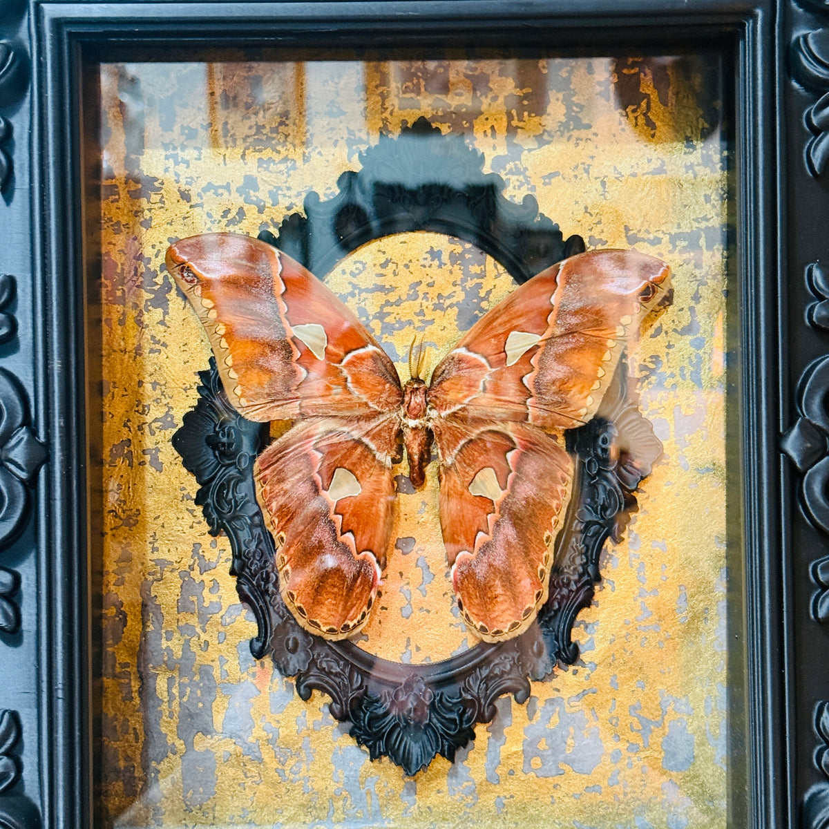 Atlas Moth Shadowbox Art Metallic Gold Background
