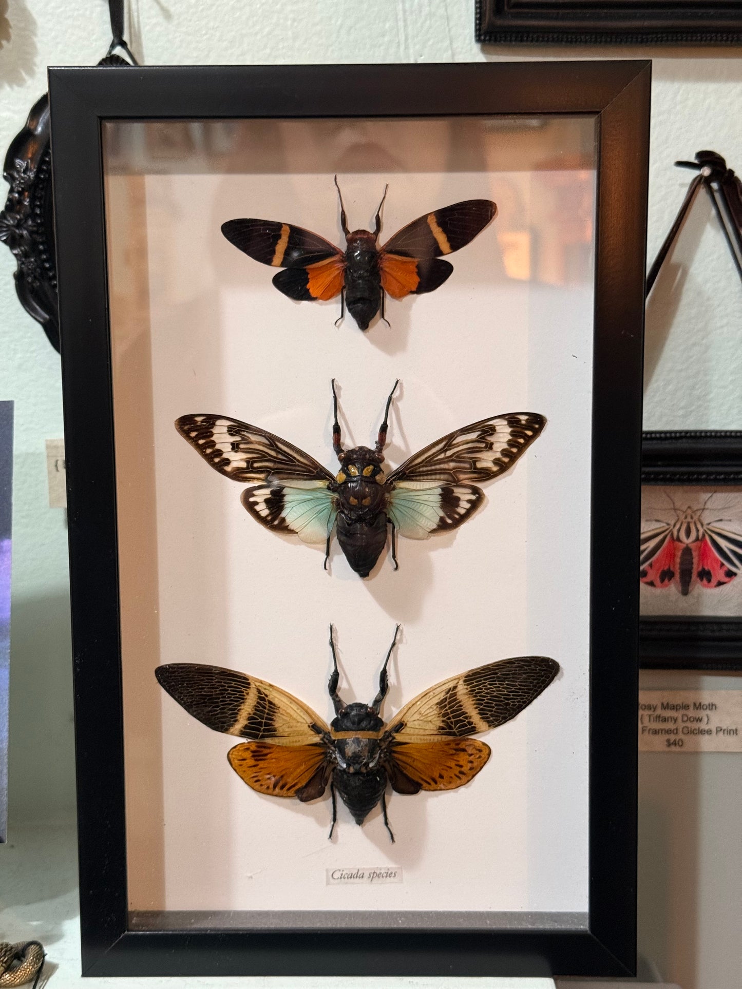 3 Cicada Specimens In Black Frame