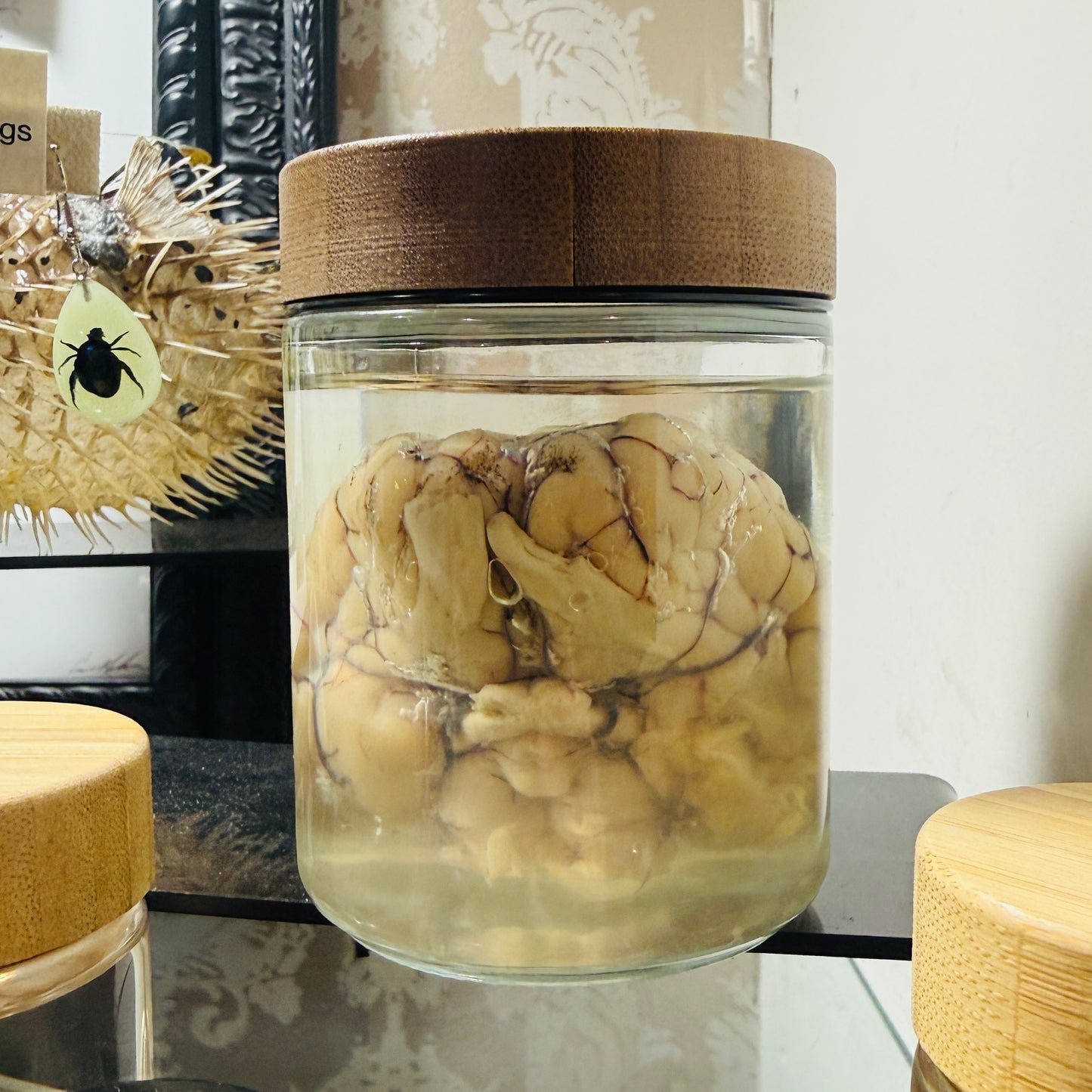Sheep Brain Specimen in Jar