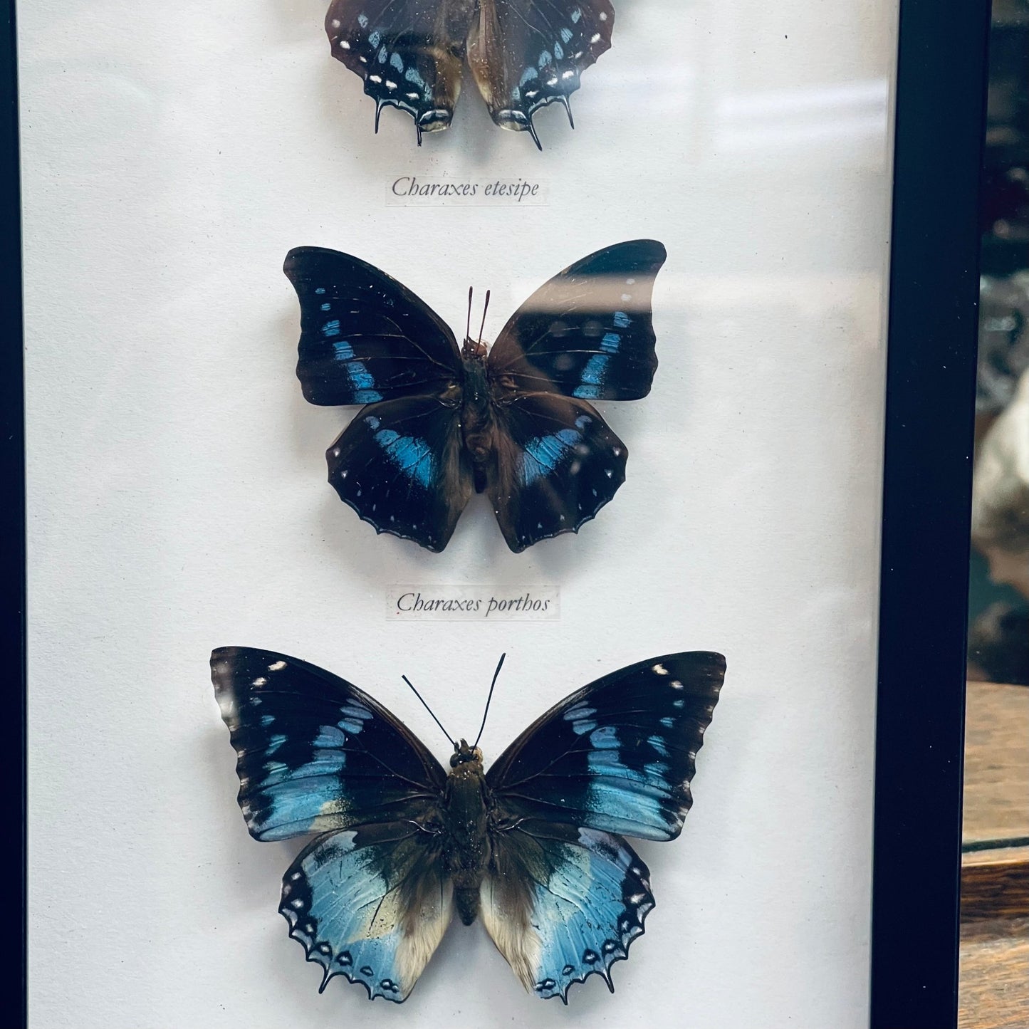 3 Blue Hued Butterfly Specimens - Loved To Death