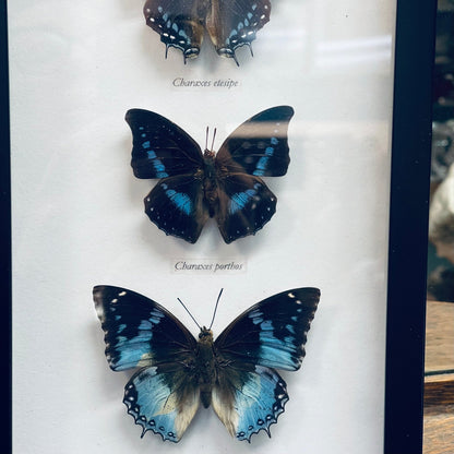 3 Blue Hued Butterfly Specimens - Loved To Death