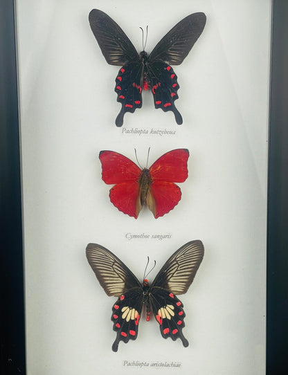 3 Red Hued Butterfly Specimens in Black Frame - Loved To Death