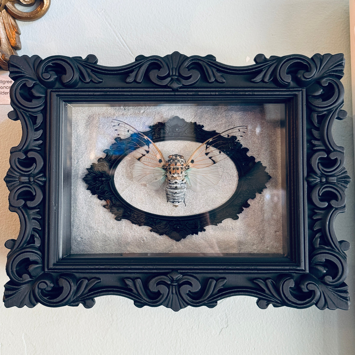 LTD Ghost Cicada Shadowbox Art Silver Background