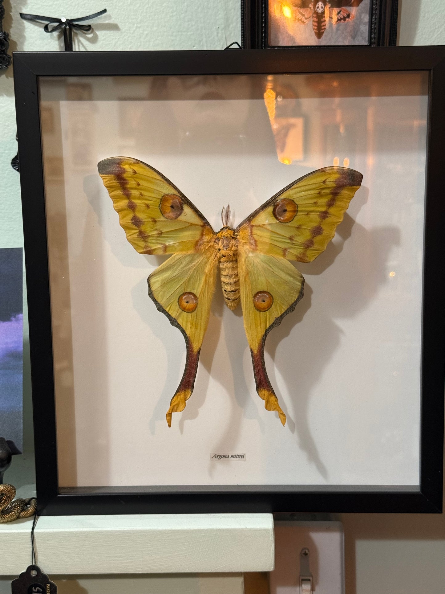 Comet Moth Argema Mittrei Shadowbox Frame