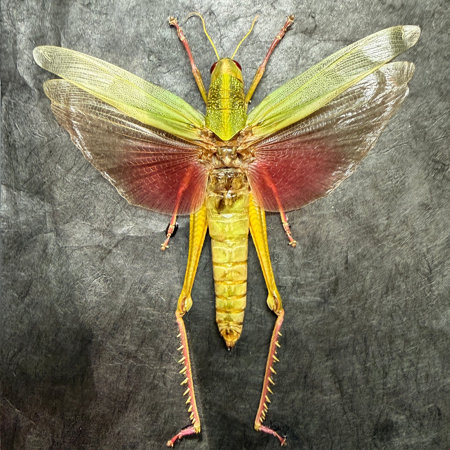 Chondracris rosea Grasshopper Fairy Insect Shadowbox Art Black