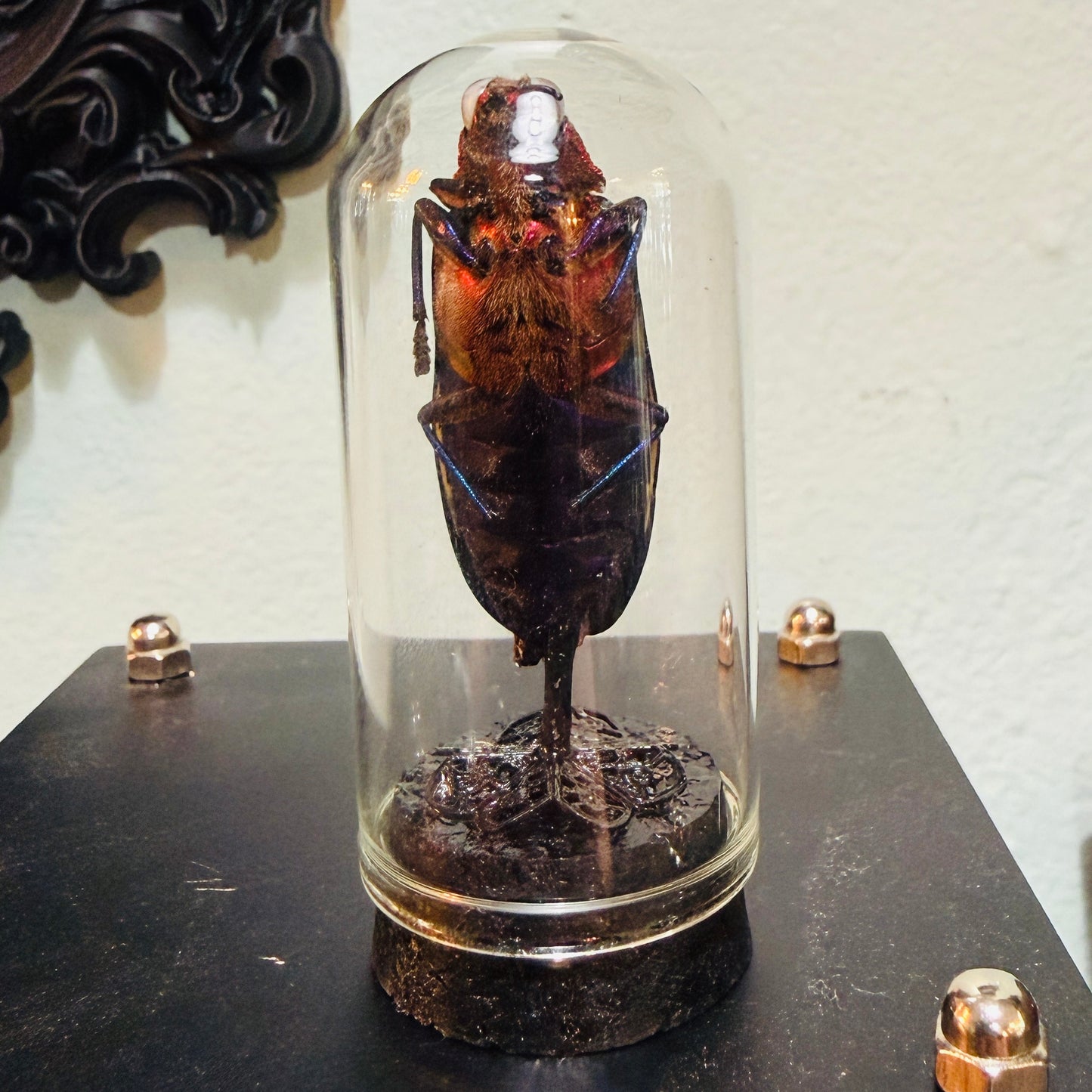 LTD Beetle Specimen In Glass Mini Dome Black Base