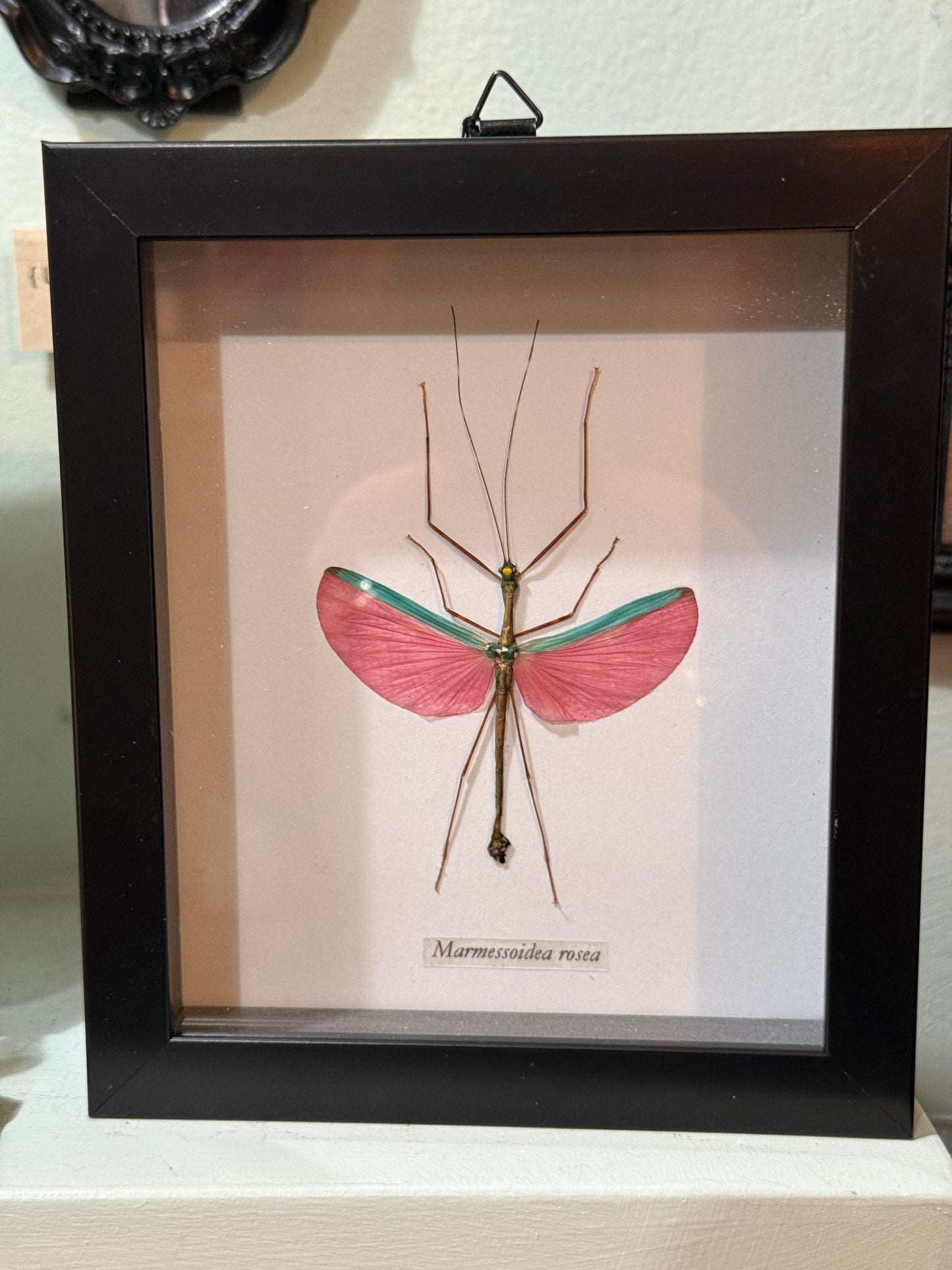 Pink-Winged Stick Insect Shadowbox Black Frame