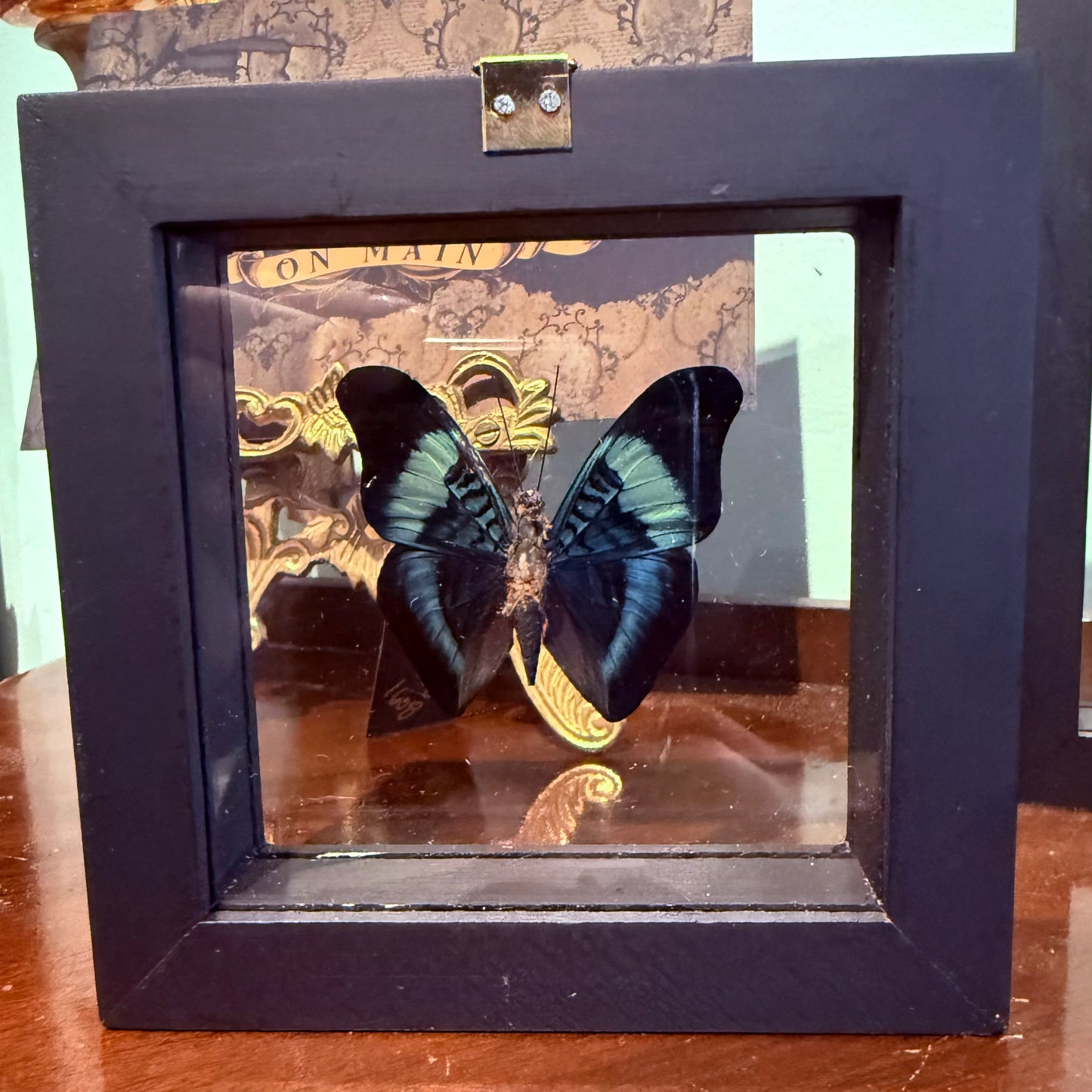 Framed Single Butterfly Panacea Prola
