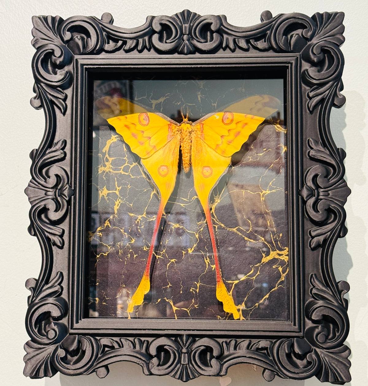 LTD Comet Moth Shadowbox Art Black & Gold Background