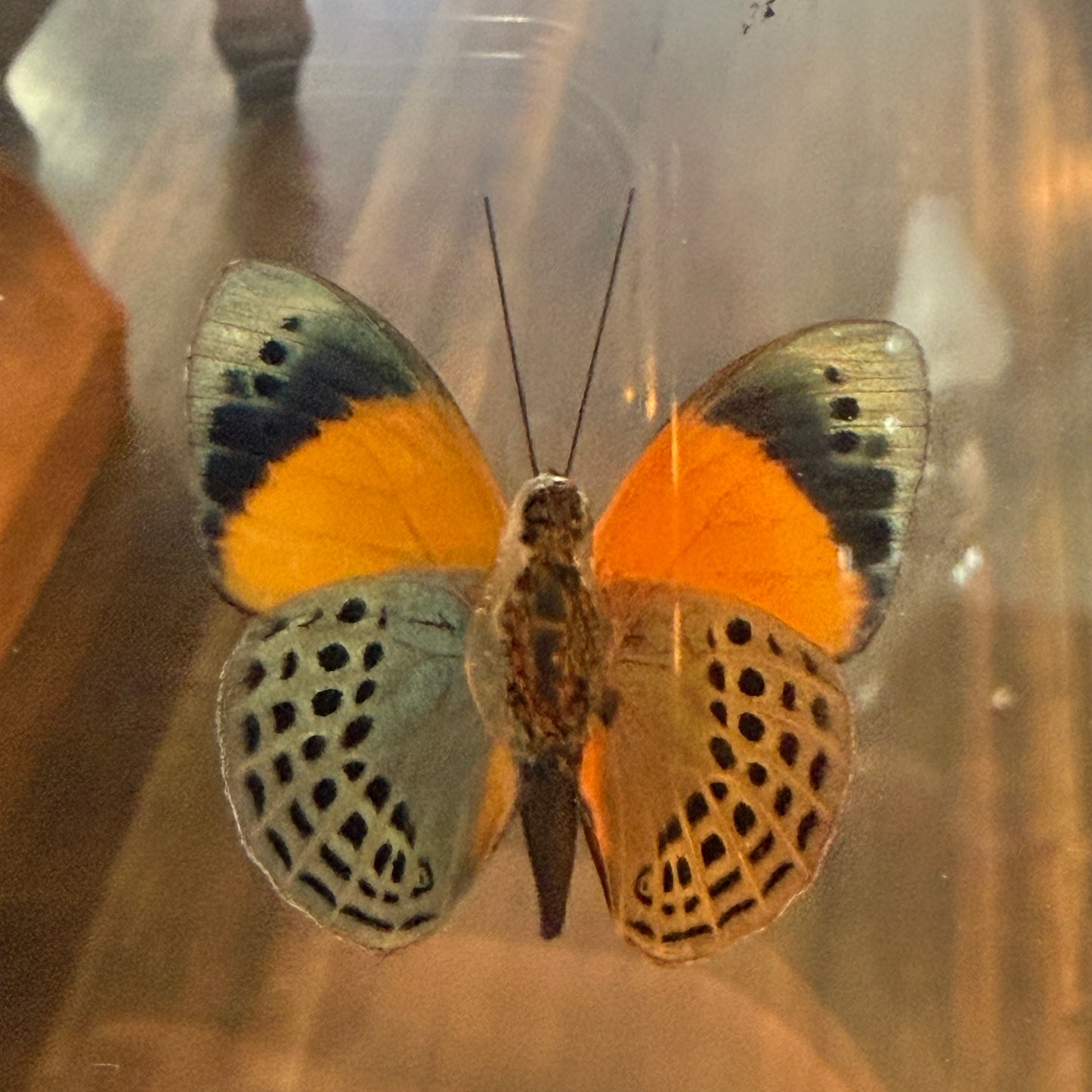 Asterope Markii Framed Single Butterfly