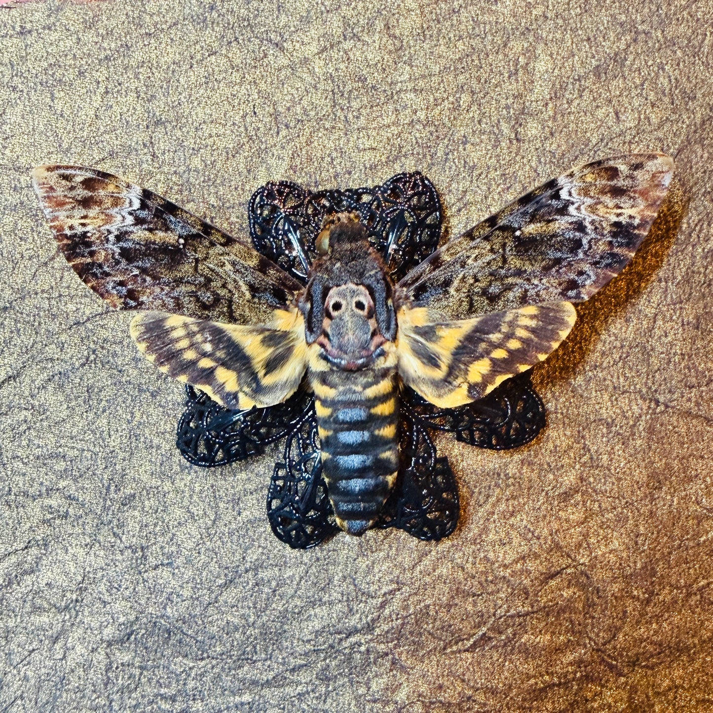 LTD Death Head Moth Acherontia genus Shadowbox Art Bronze Background
