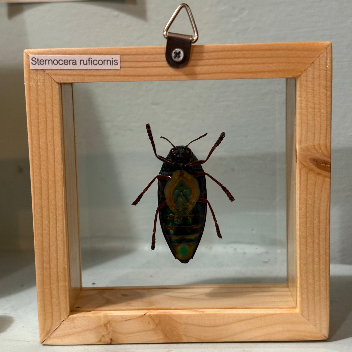 Framed Single Green Jewel Beetle Large