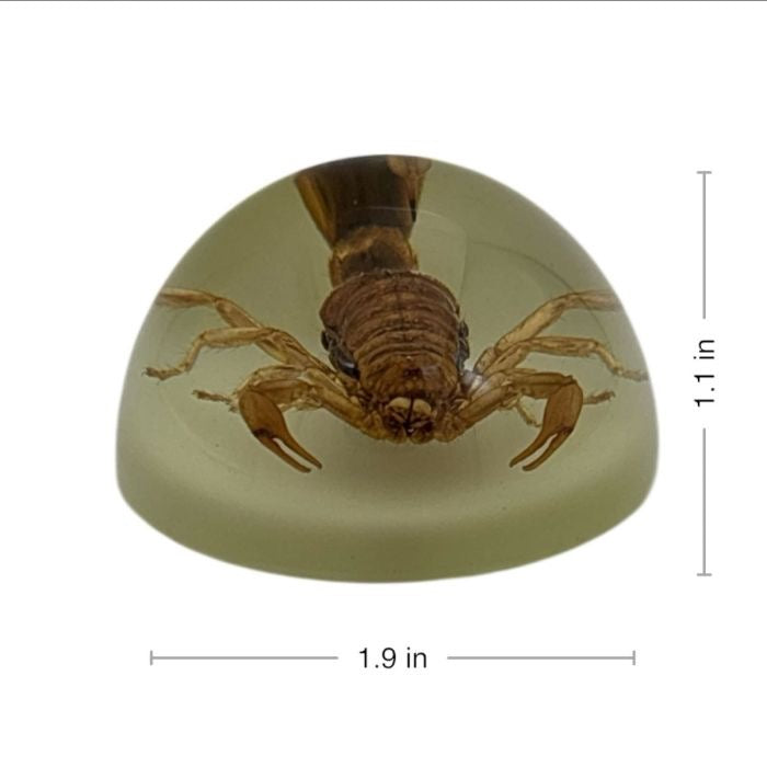 Scorpion or Spider in Half Dome Lucite Glow In Dark