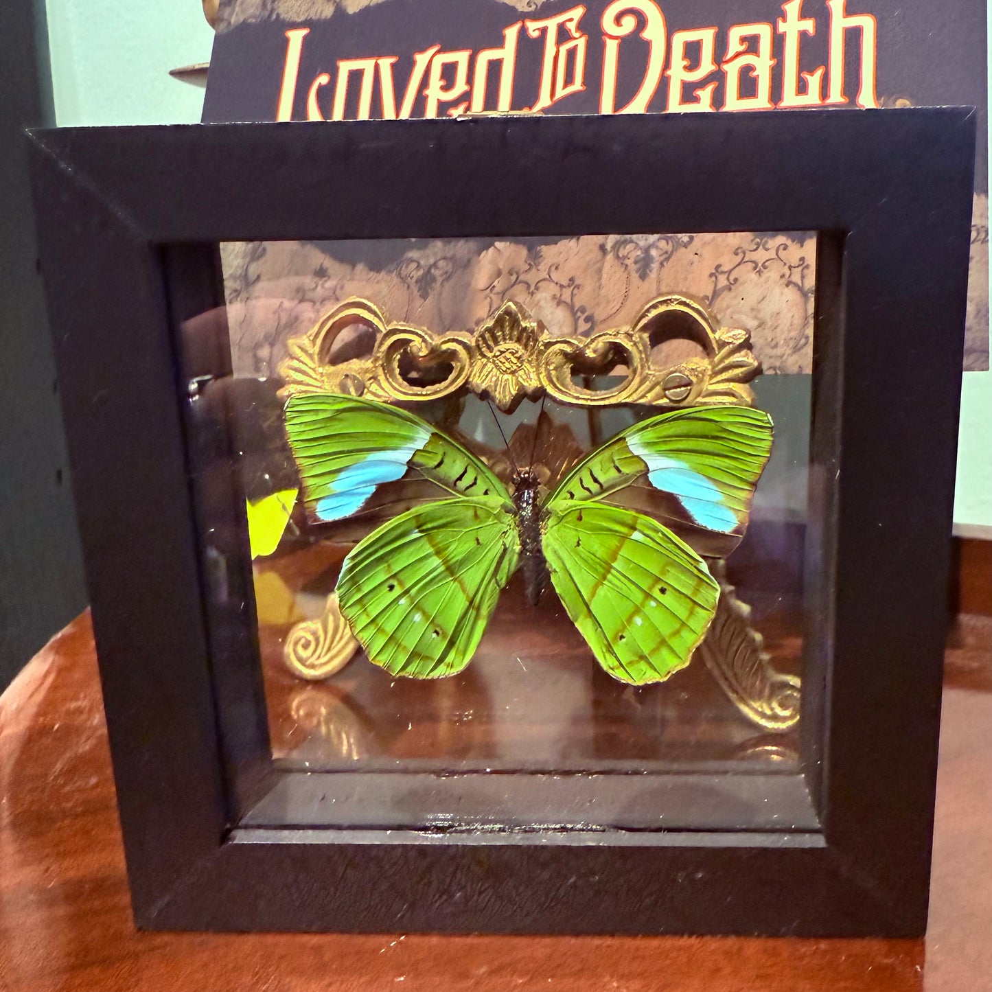 Framed Single Butterfly Nessaea Hewitsoni
