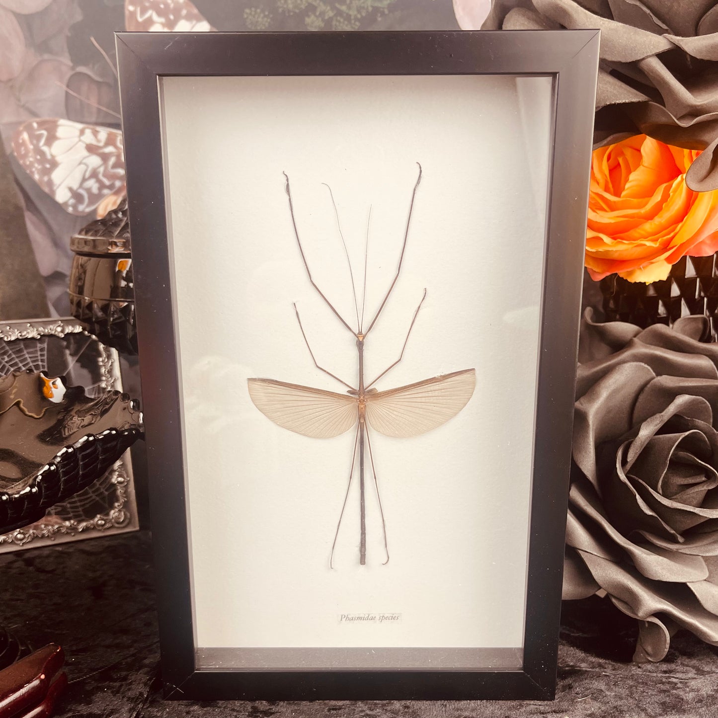 Male Stick Bug Specimen in Black Frame