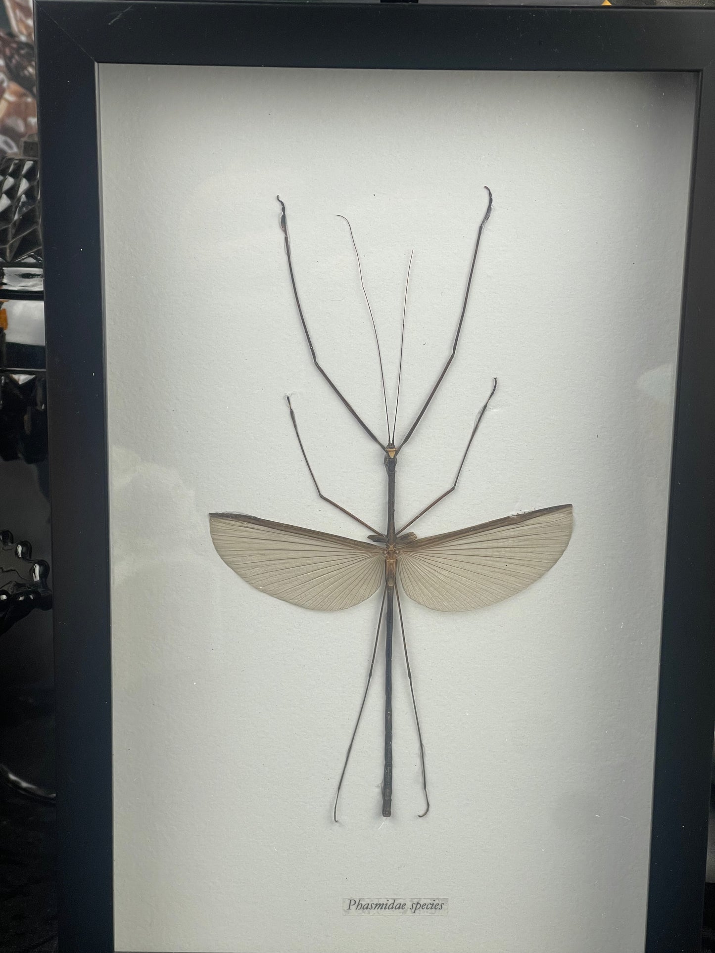 Male Stick Bug Specimen in Black Frame