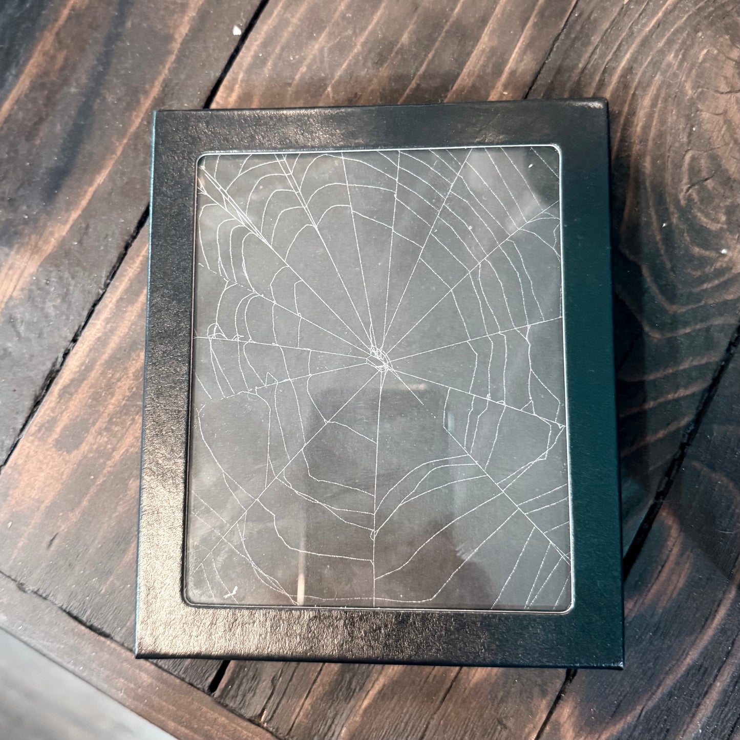 Genuine Spiderweb In Riker Mount