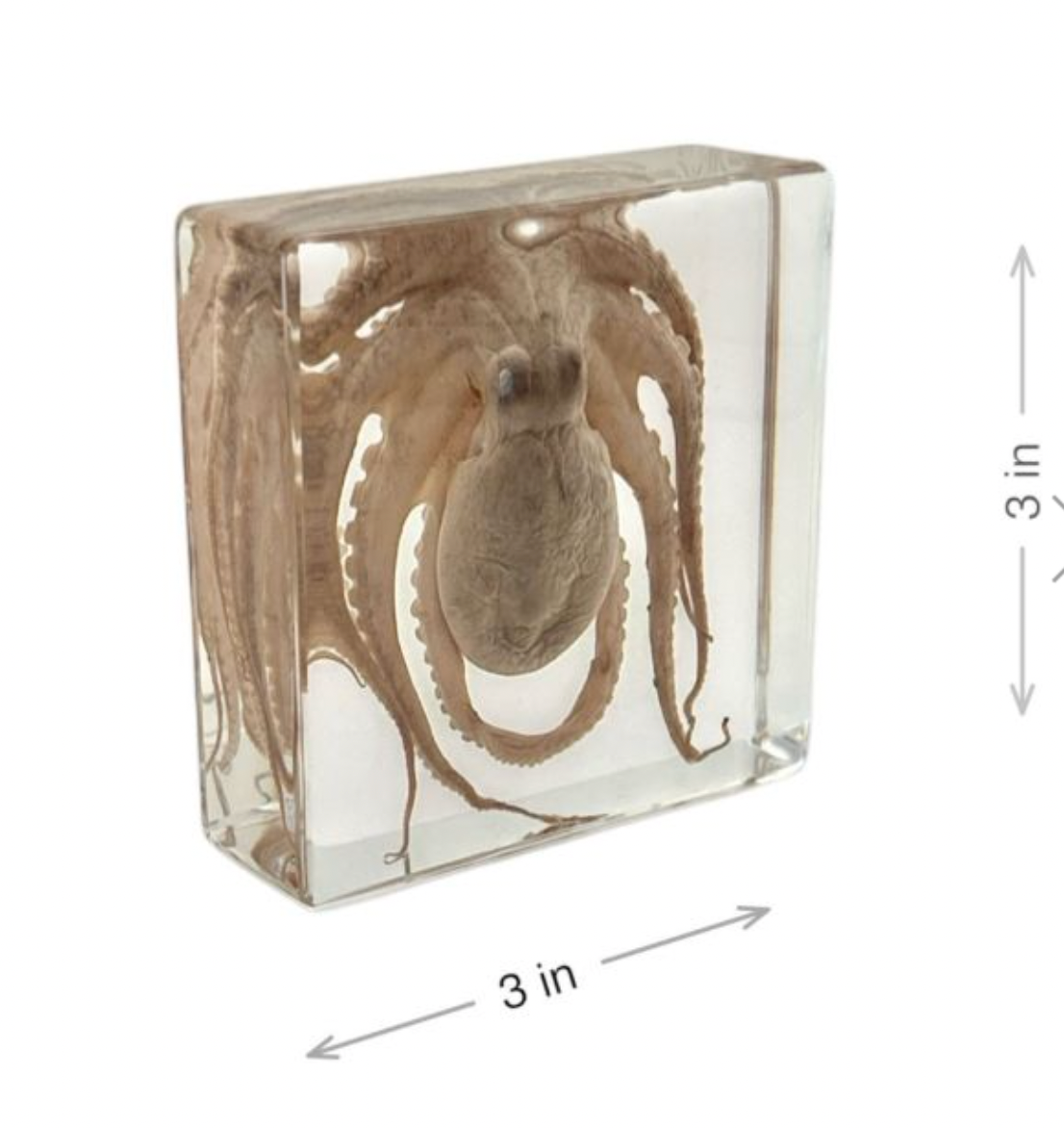 Octopus in Lucite