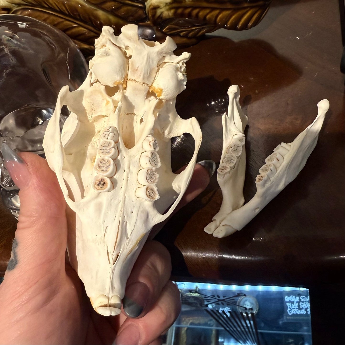 African Cape Porcupine Skull - Loved To Death