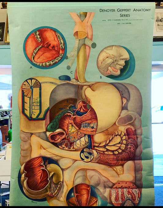 Antique Pull Down Anatomy Wall Chart Digestion - Loved To Death