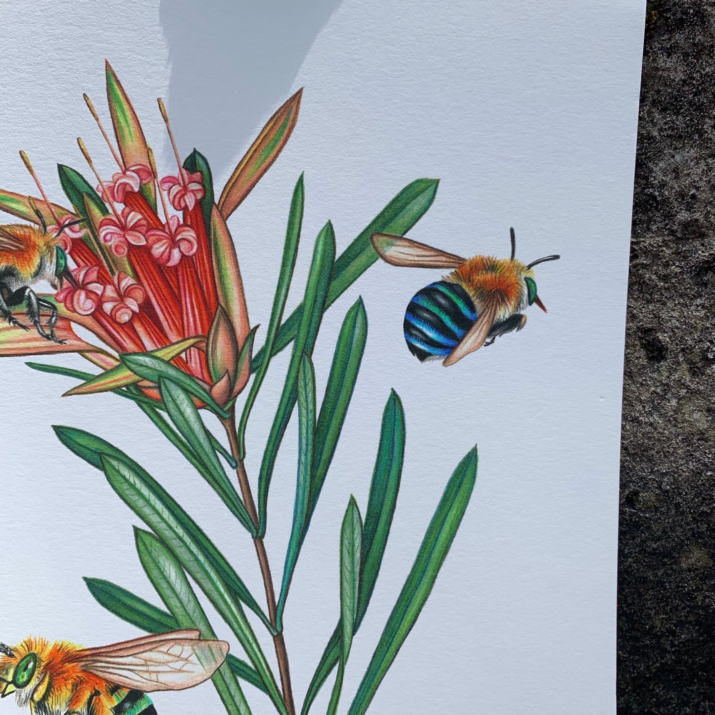 { Blue Banded Bees } Giclee Print By Rachel Diaz-Bastin - Loved To Death