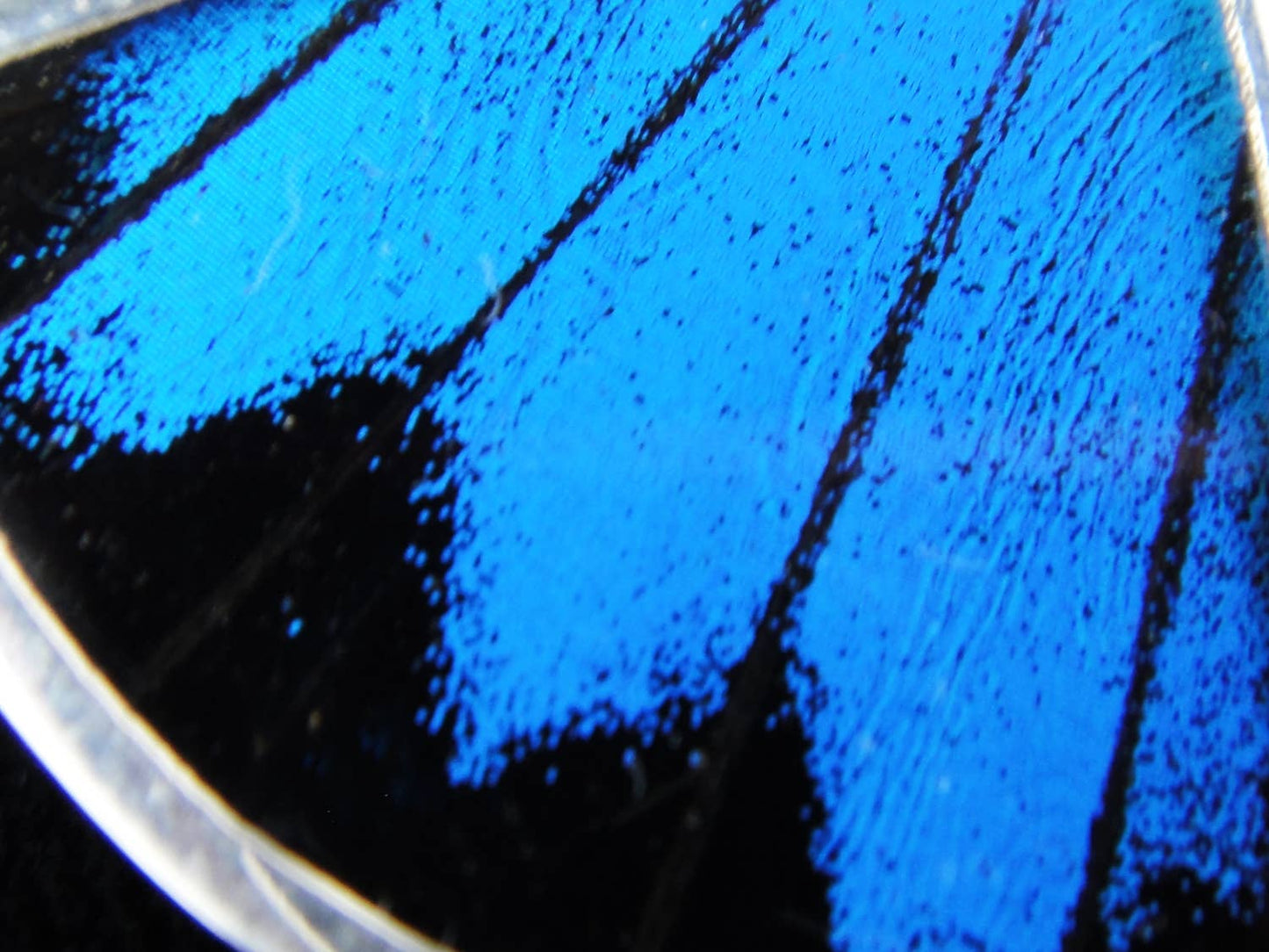 Blue & Black Butterfly Wing Fan Sterling Necklace - Loved To Death