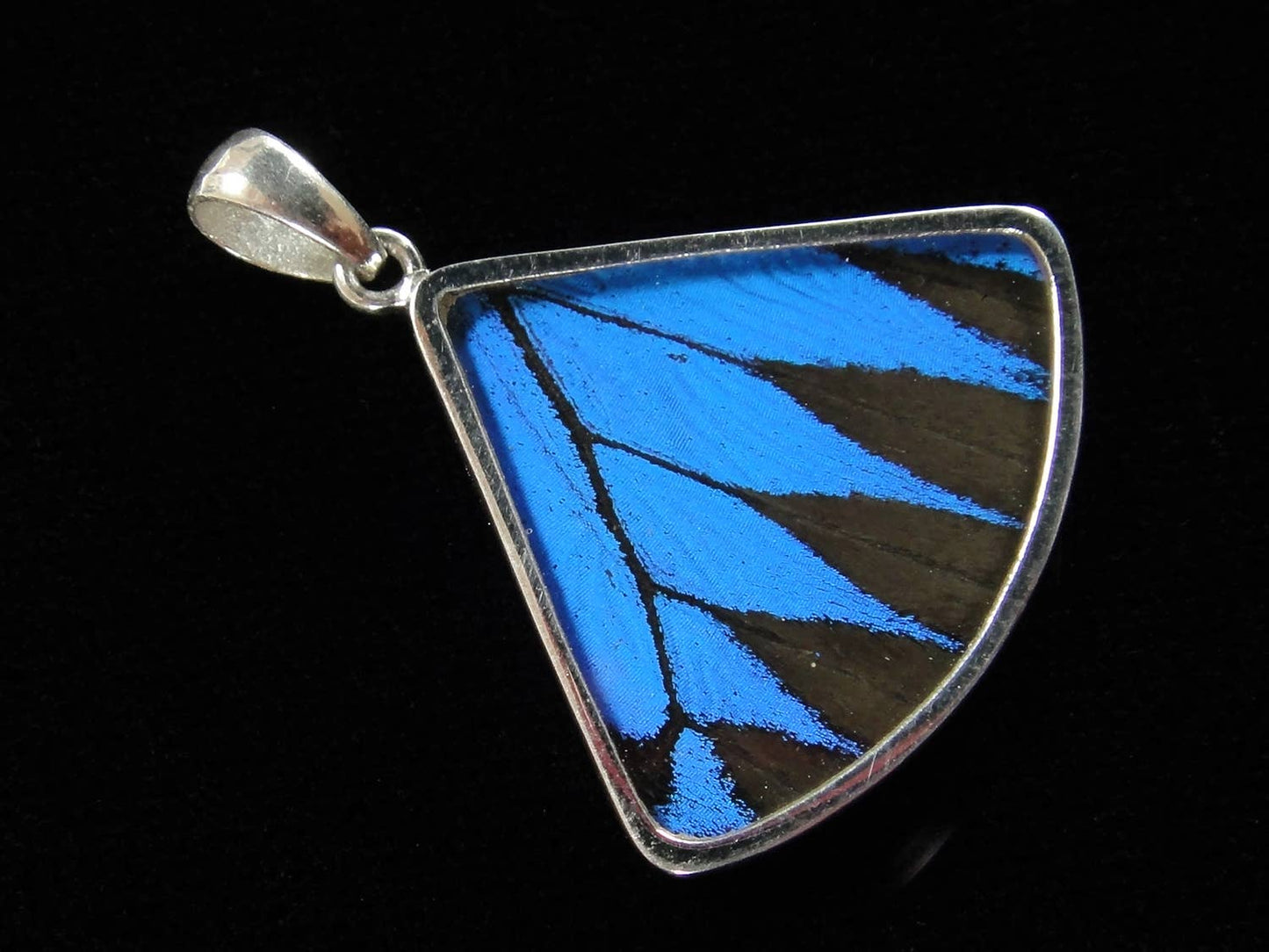 Blue & Black Butterfly Wing Fan Sterling Necklace - Loved To Death