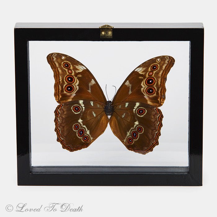 Blue Morpho Butterfly Framed Black - Loved To Death