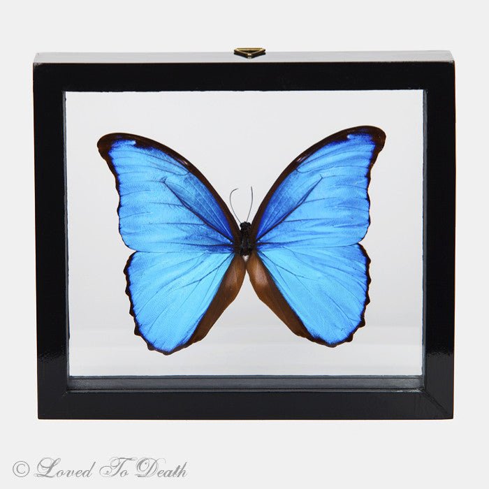 Blue Morpho Butterfly Framed Black - Loved To Death