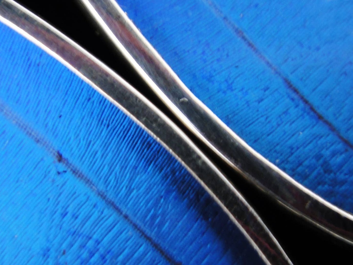 Blue Morpho Wing Sterling Butterfly Long Earrings - Loved To Death