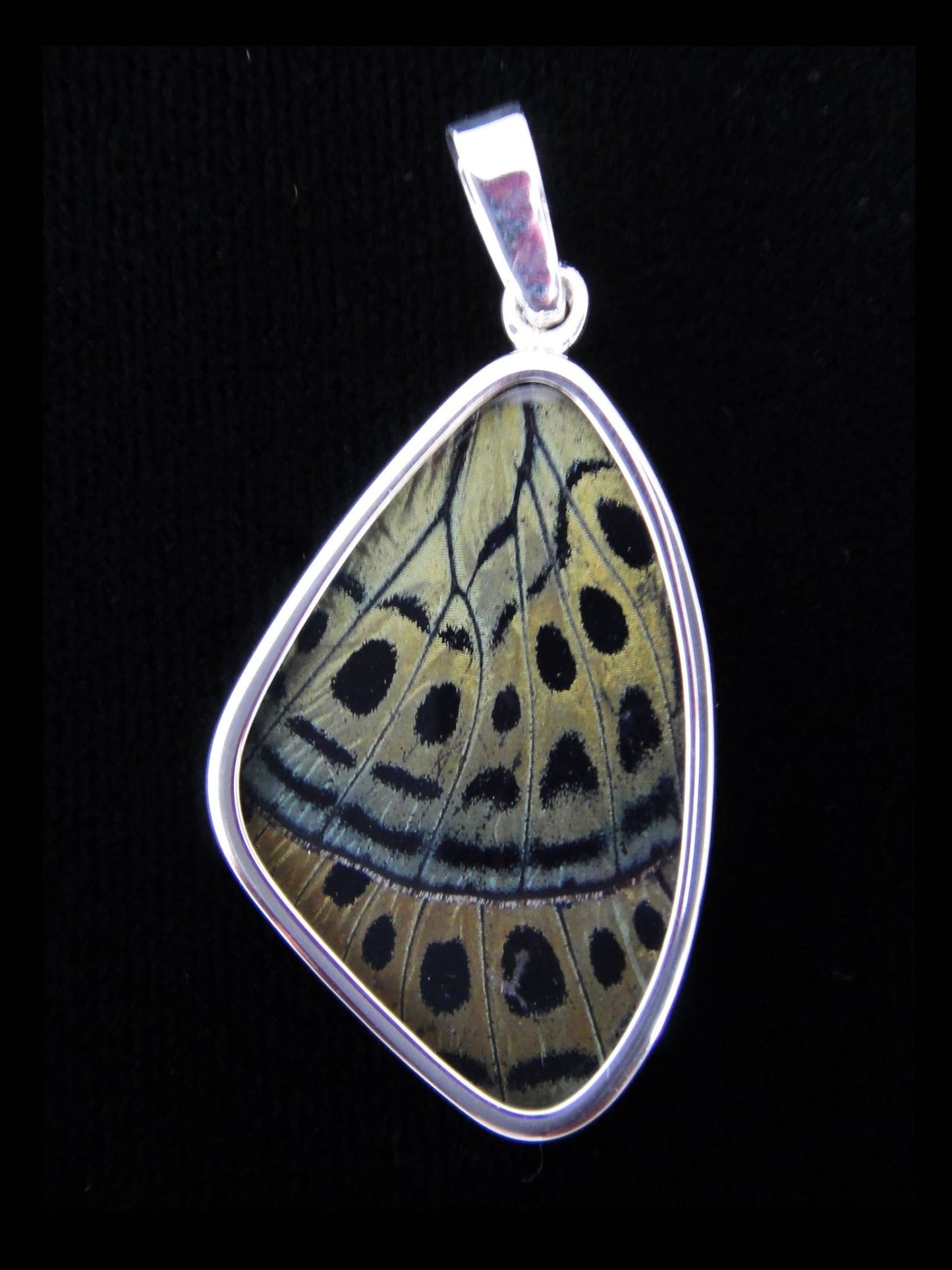 Charles Darwin Butterfly Wing Medium Sterling Pendant - Loved To Death