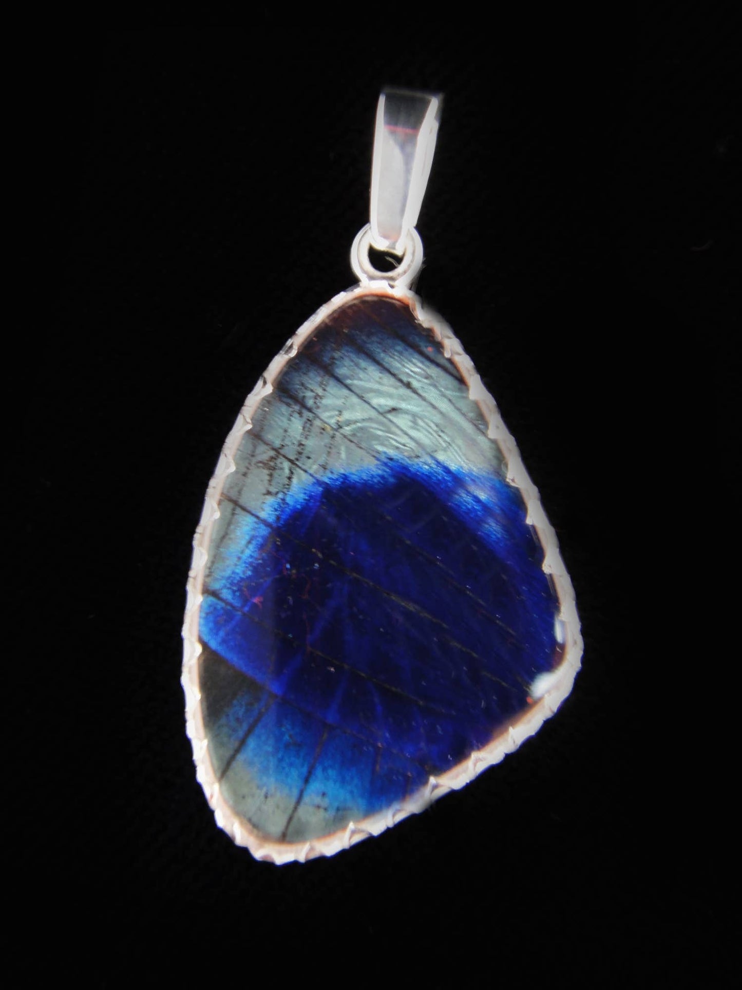 Charles Darwin Butterfly Wing Medium Sterling Pendant - Loved To Death