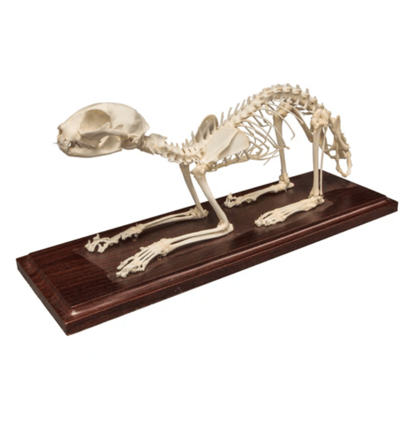 Domestic Cat Articulated Skeleton - Loved To Death