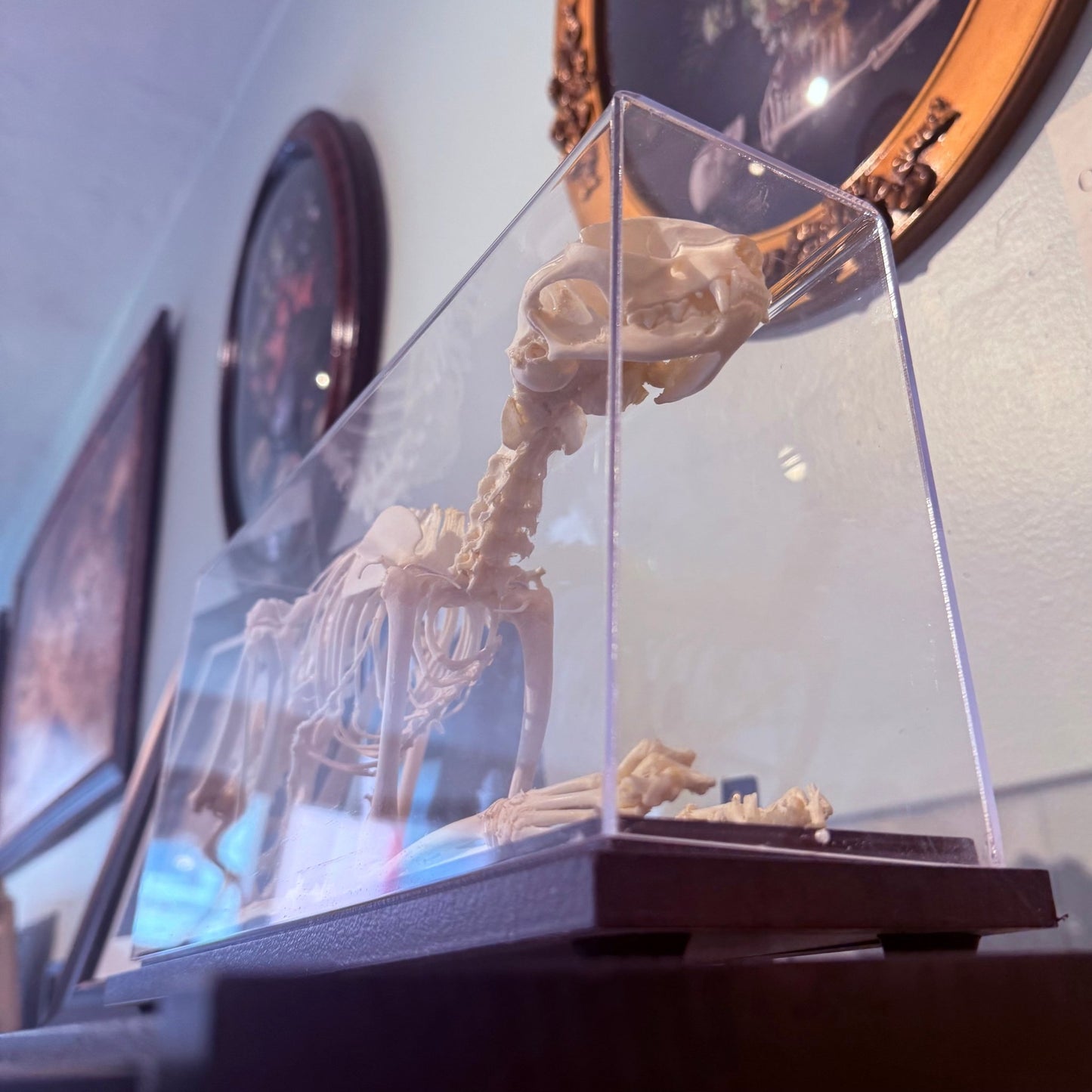 Domestic Cat Articulated Skeleton - Loved To Death