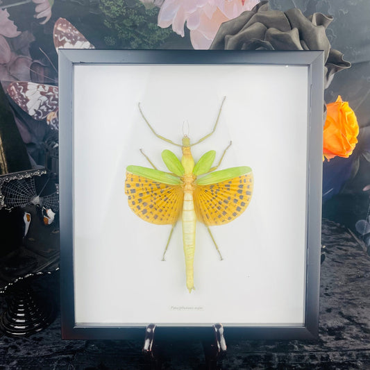 Giant Stick Bug Green & Yellow Specimen in Black Frame - Loved To Death