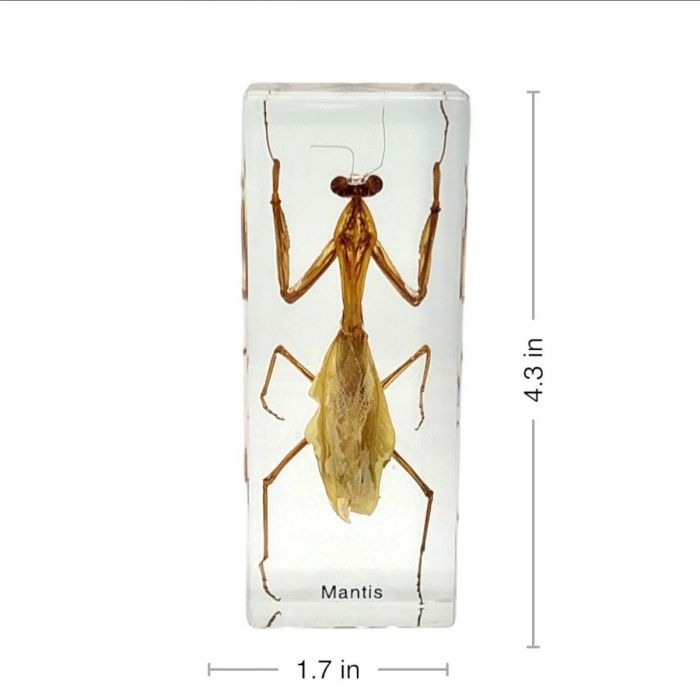 Mantis in Lucite