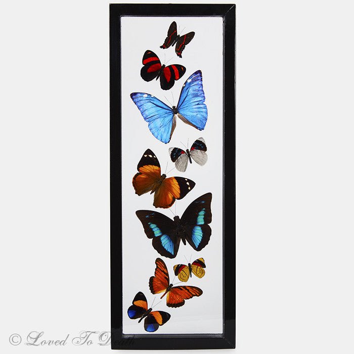Nine Butterflies Framed in Double Glass Black - Loved To Death