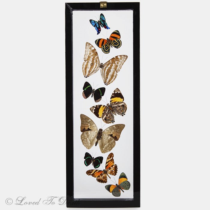 Nine Butterflies Framed in Double Glass Black - Loved To Death