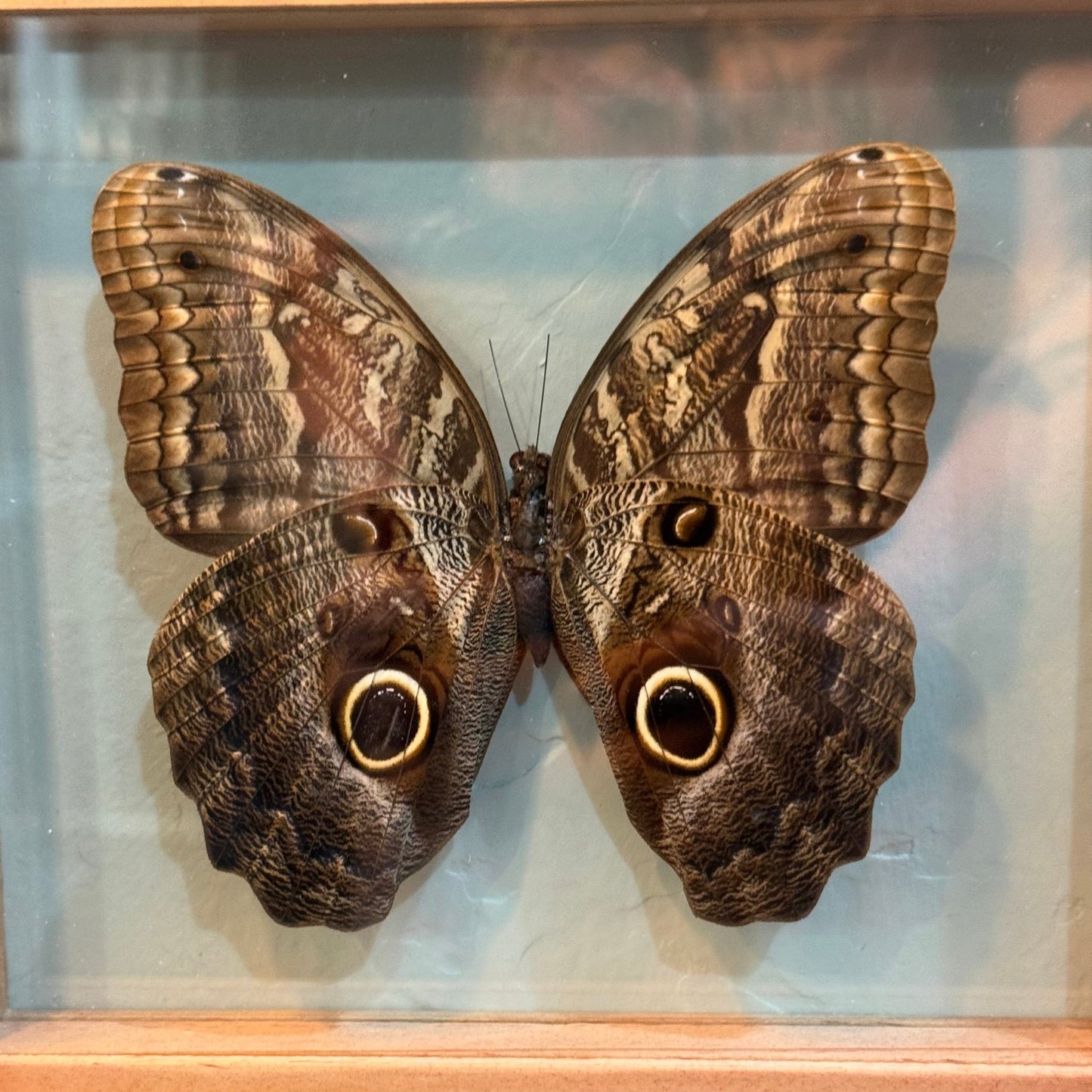 Owl Moth Double Glass Framed Wood Natural - Loved To Death