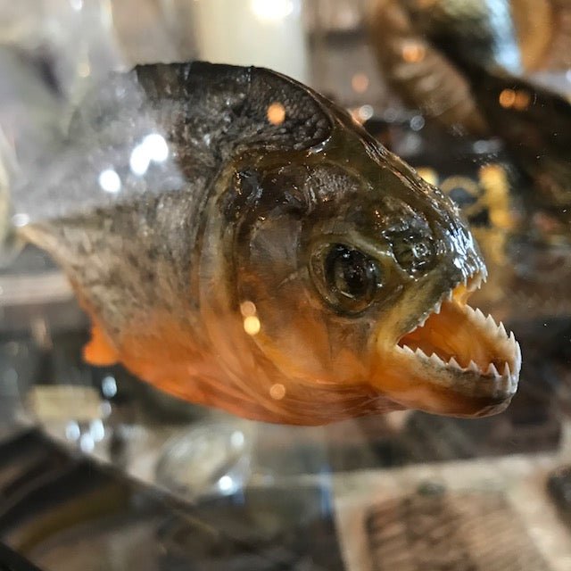 Piranha Specimen In Double Glass Black Frame - Loved To Death