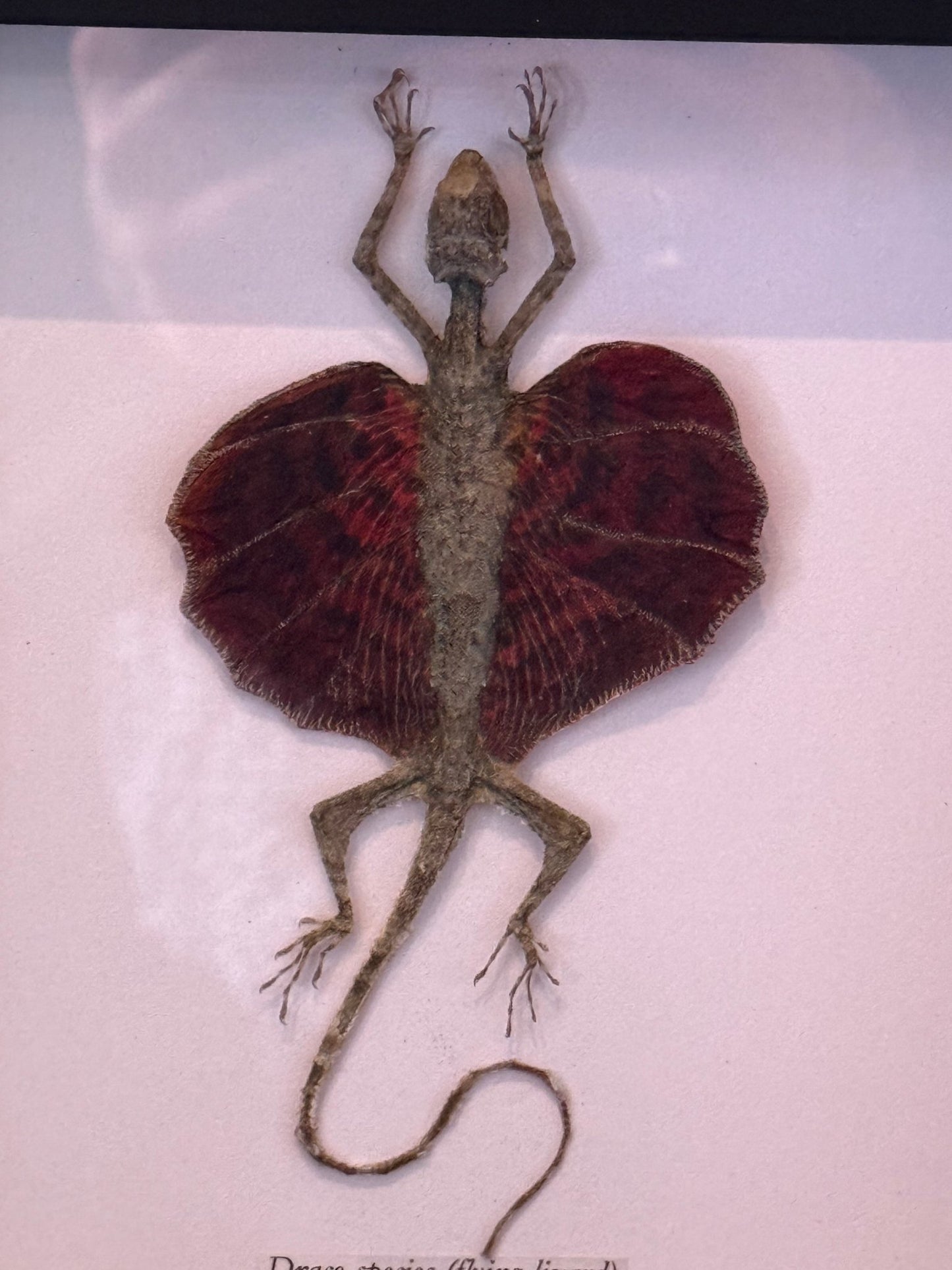 Red Draco Flying Lizard Specimen Framed - Loved To Death