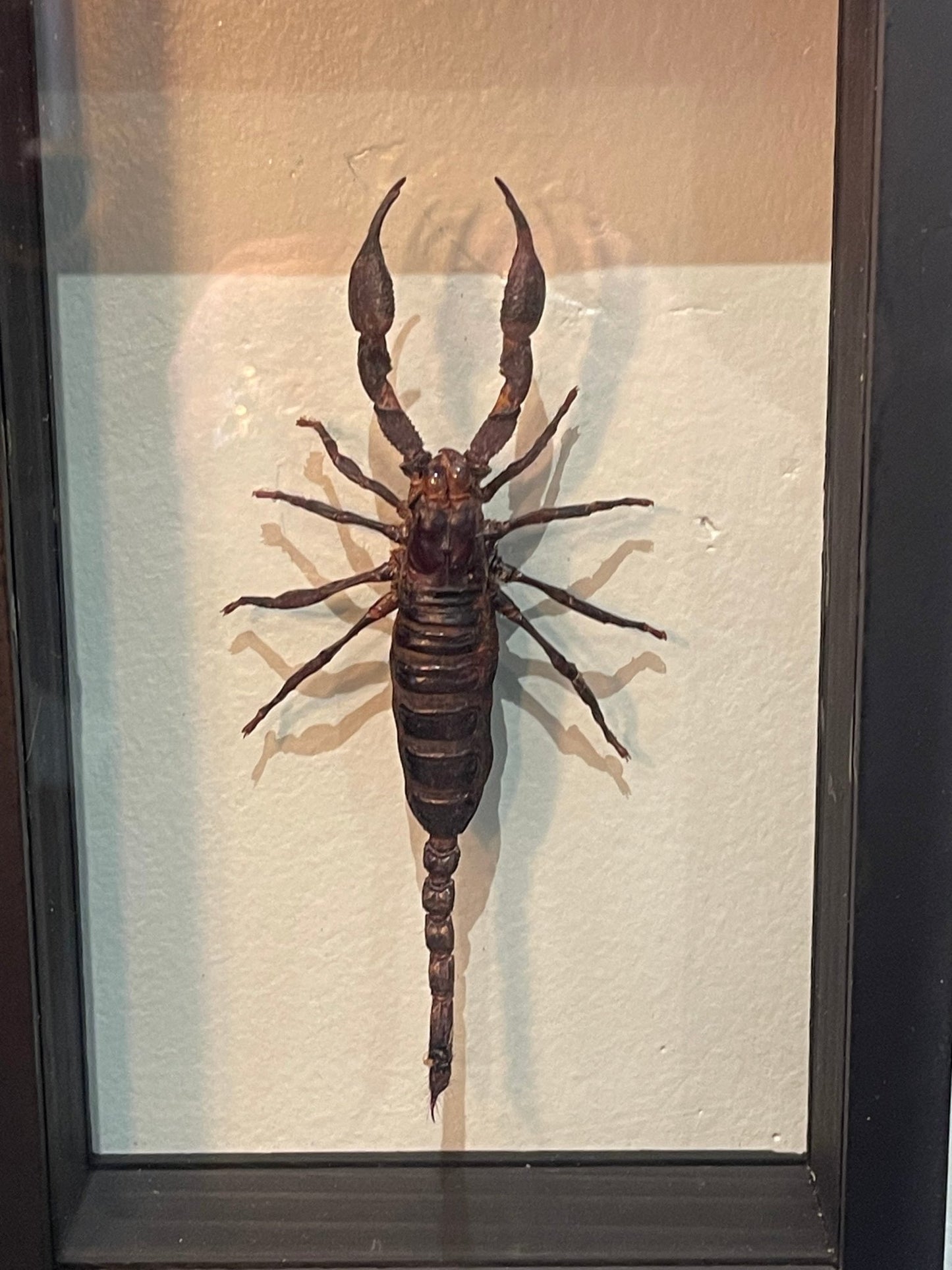 Scorpion Specimen In Double Glass Black Frame - Loved To Death