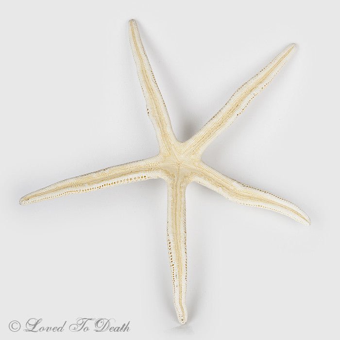 Spiny White Starfish Specimen - Loved To Death