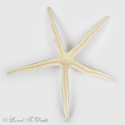Spiny White Starfish Specimen - Loved To Death