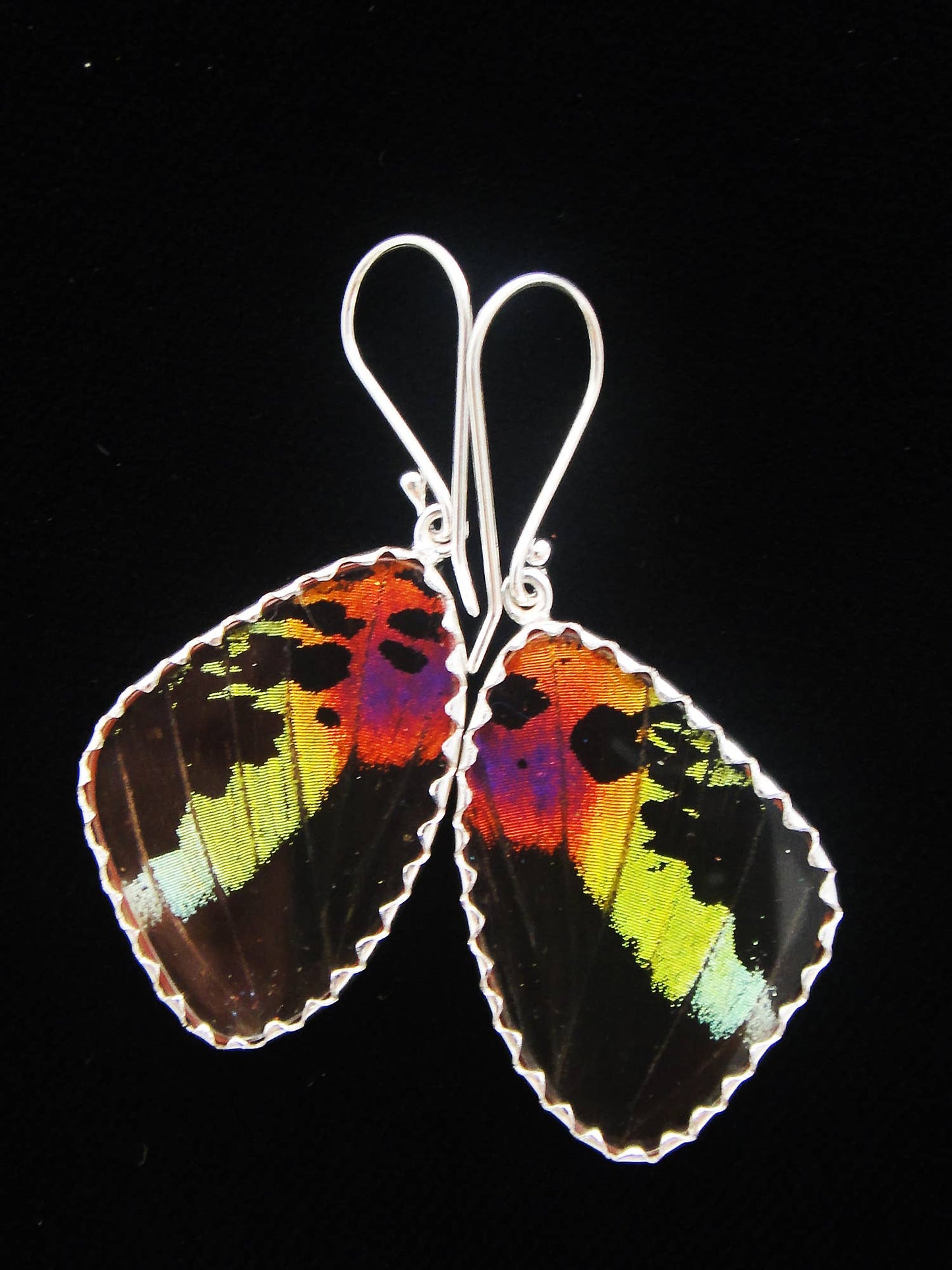 Sterling Sunset Moth Butterfly Medium Earrings - Loved To Death